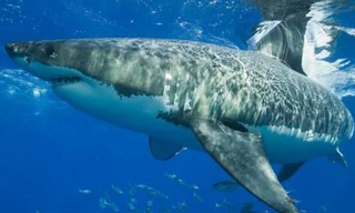 Động vật nguy hiểm nhất thế giới là... muỗi