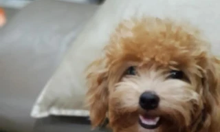 Chú chó cứu mạng cả gia đình trong vụ cháy chung cư Carina Plaza. Ảnh: NVCC 