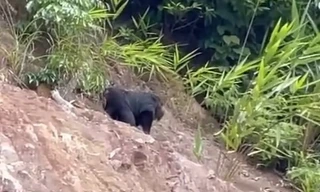 Phát hiện cá thể động vật quý tại khu vực dân cư ở Hòa Bình