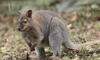 Cận cảnh 4 cá thể chuột túi mới chuyển từ Cao Bằng về Lào Cai