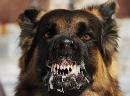 Sau một tháng bị chó lạ cào xước mặt, bé trai 8 tuổi ở Sơn La tử vong 