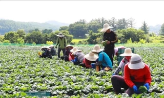 Cảnh báo dịch vụ lừa đảo đưa lao động đi nước ngoài 