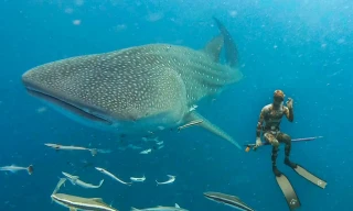 Tôi lặn cùng loài cá lớn nhất hành tinh tại đảo Thổ Chu