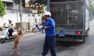 Bắt chó thả rông ở trung tâm TPHCM sau 'lệnh' của ông Đoàn Ngọc Hải