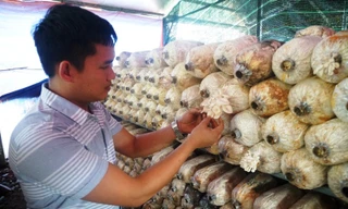 Chàng trai Sài Gòn kiếm 200 triệu đồng mỗi tháng từ nấm sạch