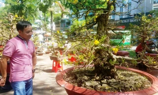 Ngắm “cụ” mai 200 tuổi chơi Tết giá gần 3 tỉ đồng ở Sài Gòn