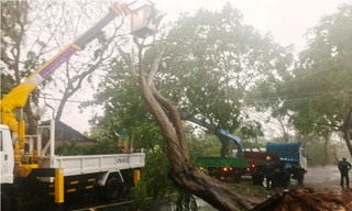 Cây xanh bật gốc do bão số 9.