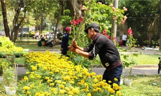 Hàng trăm chậu hoa cúc bị đập bỏ.