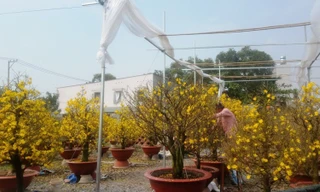 Những vườn mai Tết tiền tỉ khoe sắc ở Sài Gòn