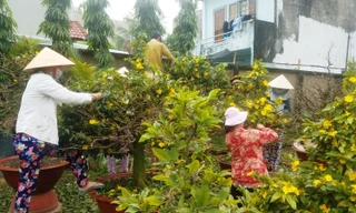 Cận Tết, vườn mai Sài Gòn vào mùa 'hái lá đếm tiền'