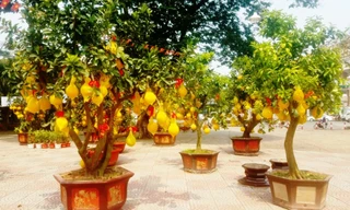 Bưởi Diễn trưng Tết giá 50 triệu một cây ‘cháy hàng’ ở Sài Gòn