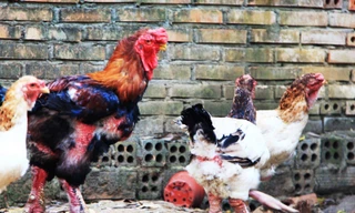 Gà Đông Tảo giá chục triệu “cháy hàng” ở Sài Gòn