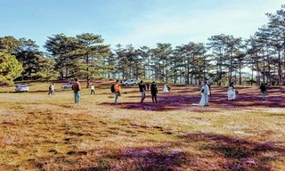 Đồi cỏ hồng thu hút rất đông du khách