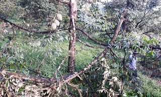 Lốc xoáy quât đổ cây sầu riêng