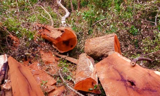 Cây rừng bị đốn hạ và xẻ gỗ trái phép- Ảnh HTN