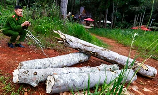 Cây bị ngã đổ nhìn vẫn còn tươi nhưng đoạn gần gốc đã mục