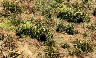 Vườn cà phê bị chặt hạ ngổn ngang