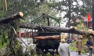 Cây lớn ngã đổ chắn ngang đường gây ách tắc giao thông