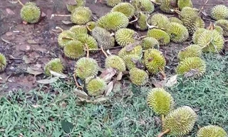 sầu riêng rụng đầy gốc cây