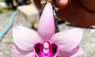 đóa hoa Giả hạc đột biến vùng Ma Bó