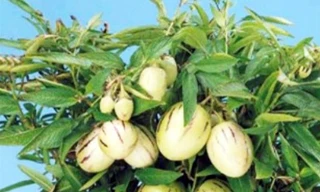 Người dân Đà Lạt đổ xô đặt mua hoa, quả độc lạ chơi Tết