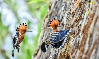 Cặp chim đầu rìu trước khi bị bắn chết-ảnh Trúc Công