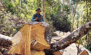 Cây bạch tùng cổ thụ bị đốn hạ, xẻ gỗ tại chỗ.