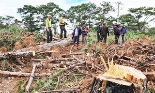 Rừng thông bị tàn phá