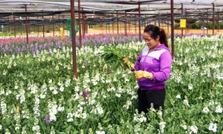 Hoa phi yến có tới 10 màu