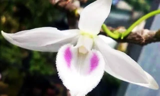 'Hồng hạc' 5 cánh trắng đột biến