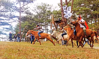 Cỏ hồng dưới tán rùng thông