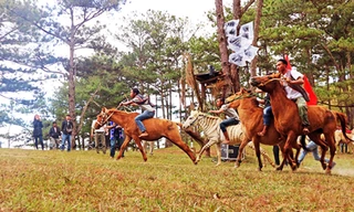 Cỏ hồng dưới tán rùng thông