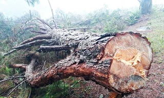 Cây thông cổ thụ bị cưa hạ