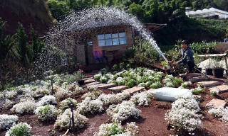 Chăm sóc vườn hoa tuyết