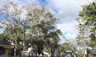 Hoa nở rộ trên đường Trần Phú