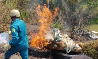 Tiêu hủy lợn chết bằng phương pháp đốt