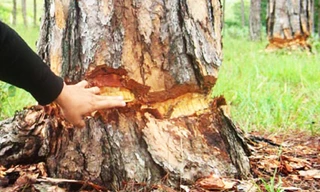 Đẽo vỏ quanh gốc thông để cây chết dần.