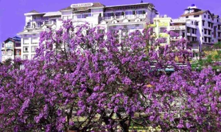 Cây phượng tím lâu năm nhất ở Đà Lạt