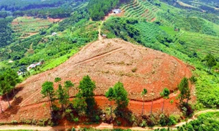 Thông bị cưa hạ ngổn ngang