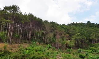 Tiểu khu 289, nơi anh Tuấn đi săn