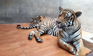 Nuôi hổ khi chưa được cấp phép