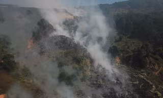 Dấm chay lan rộng ở bãi rác với diện tích lên tới vài héc ta