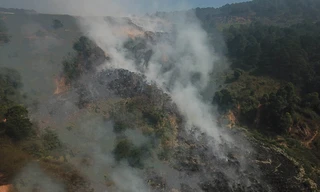 Dấm chay lan rộng ở bãi rác với diện tích lên tới vài héc ta