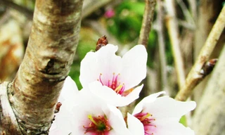 Trồng lại hoa anh đào ở Đà Lạt sau nhiều lần thất bại