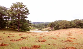 Đồi cỏ hồng ven hồ Suối Vàng bị đào xới nham nhở