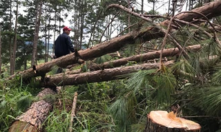 rừng thông bị cưa hạ la liệt