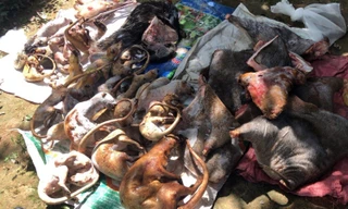 Thịt thú hoang dã cất giấu trong tủ cấp đông