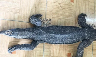 Kỳ đà vân nhóm IB