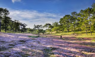Lang thang săn ảnh đồi cỏ hồng