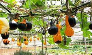 Giàn bí lạ mới xuất hiện ở Đà Lạt